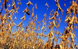 Soybean production is forecast to drop to 1.7 million tons in 2017-18, according to an April 30 GAIN report from the U.S. Department of Agriculture.