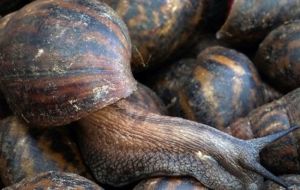 All seven of the snails that received the new RNA then went on to hide in their shells for an average of 40 seconds when the scientists came knocking.