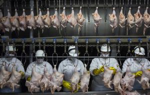 Brazilian prices have fallen sharply on international markets helped by a weaker Real, but higher demand pushed local prices, making poultry feed more expensive