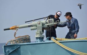 Once a school of minke whales was sighted, the Japanese identified one or two for killing, using “harpoons with a 30g penthrite grenade”.