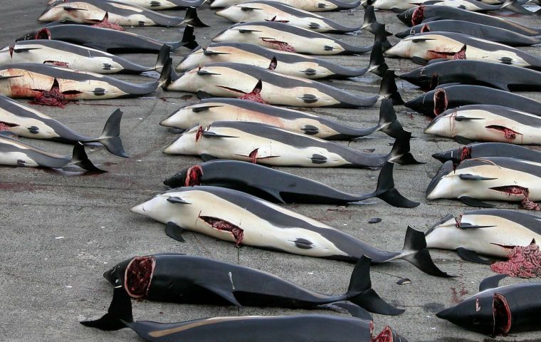 The latest figures show that of 333 minke Antarctic whales killed last summer, 181 were females. Some 122 females, or 67%, were pregnant. 