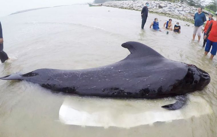 The bags, weighing about 8kg, had made it impossible for the whale to eat food, a marine expert said. 
