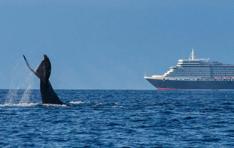 The day the world celebrates marine life, collisions between vessels and cetaceans – commonly known as ship strikes – are still unnoticed and unreported. 