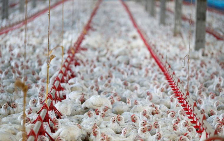 Brazil accounted for more than 50% of broiler products supplied to China, world’s No. 2 poultry consumer, between 2013 and 2016, the commerce ministry said