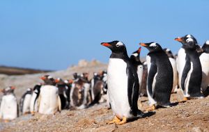 The number of breeding pairs can fluctuate by as much as 50 per cent from year to year. Some researchers have attributed those wild swings to climate-related factors