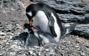 Gentoo penguins are generally predictable. They hunt close to islands for krill, fish and squid, mostly during daylight hours and with frequent returns to shore.