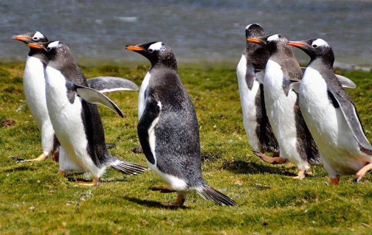 One-third of the world’s Gentoo penguin population lives in the Falklands. They use winter to build up their energy reserves to rear chicks in summer