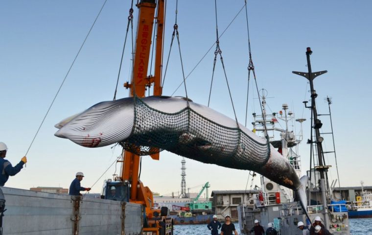 Australia's Department of the Environment and Energy said it would seek to block any attempt by Japan to resume commercial whaling.