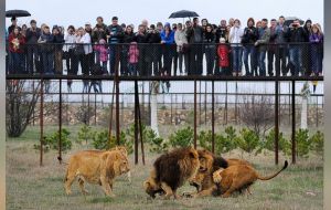 There are fears now that the lions might have developed a taste for human flesh, having successfully hunted down and eaten the poachers.