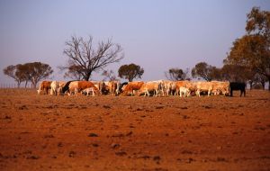 With grazing pastures turned to dust and feed costly and scarce, the drought is having a major impact on livestock