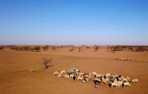 The livestock cull will ultimately leave the size of Australia’s national herd at a record low, ushering in a prolonged period of livestock rebuilding and higher prices