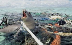 Scientists say plastic pollution has a devastating impact on marine wildlife and affects the health of humans. 