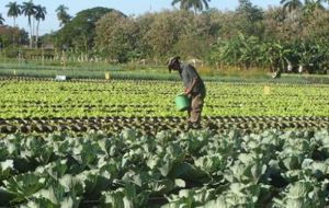 The new regulations said first time farmers could lease up to 26.84 hectares of land, compared with the current 13.42 hectares and cooperatives an unlimited amount. 
