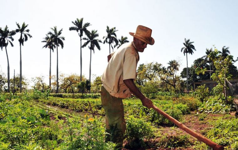 The Cuban state owns 80% of the land and leases most of that to farmers and cooperatives. The remainder is owned by some 400,000 private family farmers