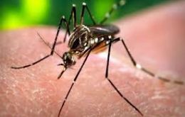 The captive-bred mosquitoes were released in the city of Townsville, Queensland, 187.000 population, where they mated with local mosquitoes. 