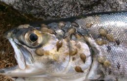 The breakthrough should help Scotland’s salmon farmers who seek to control sea lice through non-medicinal, environmentally friendly approaches.