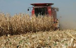 Brazil's 2018/19 second corn crop, which will be planted after soy and grows into winter, is projected to rise 31% from the prior season to 73.82 million tons
