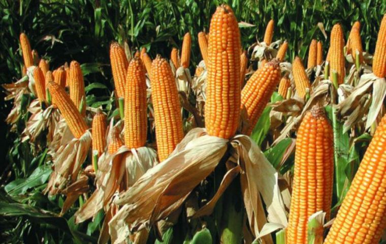 Brazil's first corn is estimated to total 30.29 million tons, more than 9% above the previous season, the consultancy's data showed.