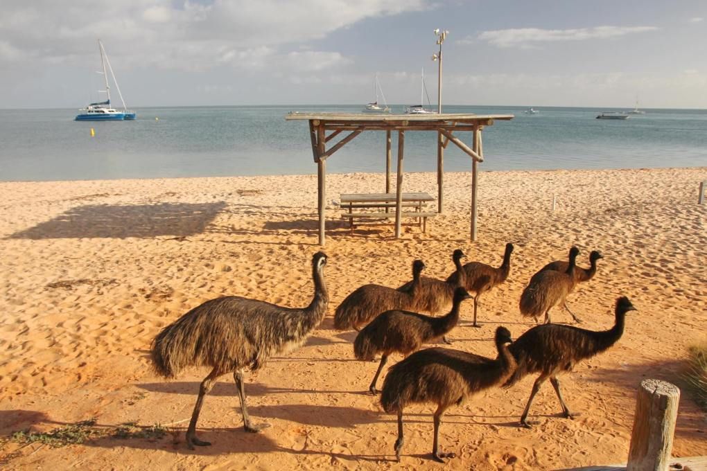 Emus flock to towns as Australia continues to struggle with extreme drought  — MercoPress