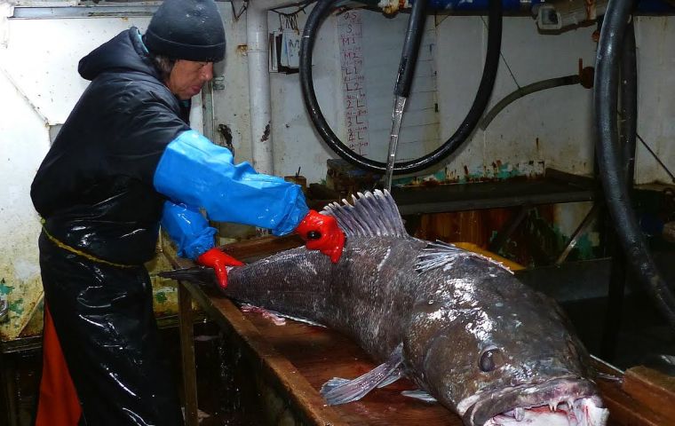 A special pistol imported from Australia will be used to mark specimens of Patagonian toothfish, and thus follow their migratory movements