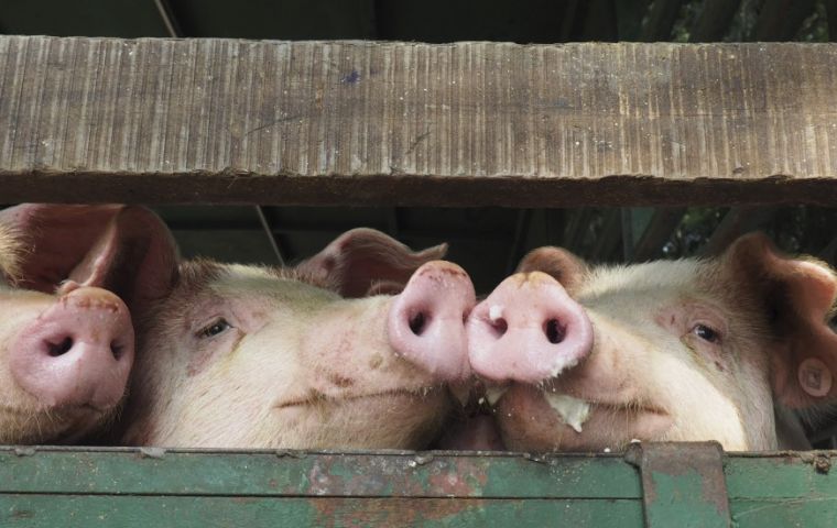 Authorities have already culled more than 20,000 animals in an attempt to halt the spread of the highly contagious disease, which was first reported three weeks ago