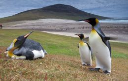 By leaving the EU, Falklands will lose access to a million Euros in potential environmental grants and another 5 million Euros from the Best program