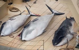 Brazil is trying to rally anti-whaling nations behind a “Florianopolis Declaration”, which insists that commercial whaling is no longer a necessary economic activity