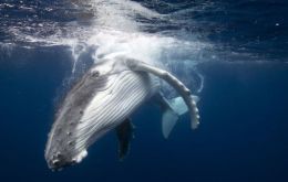 Japan's “Way Forward” document would create a “Sustainable Whaling Committee” for nations wishing to allow their nationals to hunt whale populations 