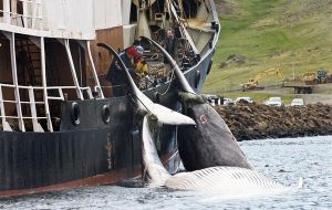 Brazil is trying to rally anti-whaling nations behind a “Florianopolis Declaration” that insists commercial whaling is no longer a necessary economic activity