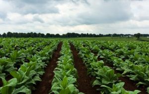The tobacco industry is Cuba's fourth largest employer and economic sector