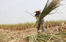 Sugar is one of China's major farm produces and concerns the economic interests of more than 40 million sugar farmers.