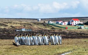 “This season we seem to have very good king penguin numbers with around 600 chicks and about 1,500 adults at the moment”, explained Derek Pettersson