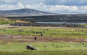 One of many popular shore excursions is a visit to the King Penguins at Volunteer Point, which is under the supervision of warden Derek Pettersson