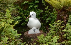 “Many of the seabirds on Gough are small and nest in burrows,” said Dr Anthony Caravaggi, from University College Cork, in the Republic of Ireland
