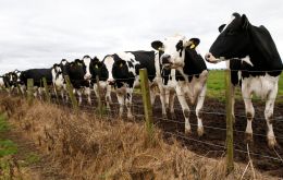 BSE devastated the British farming industry in the 1990s with more than four million cattle slaughtered to stop the spread of the disease