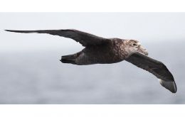 The Atlantic petrel is among the species under threat from the larger-than-usual mice