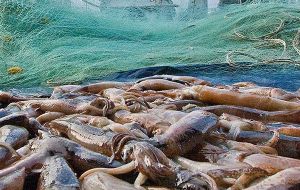 Calamari catches this year have totaled almost 79.000 tons in the two seasons, 43.085 and 35.827 