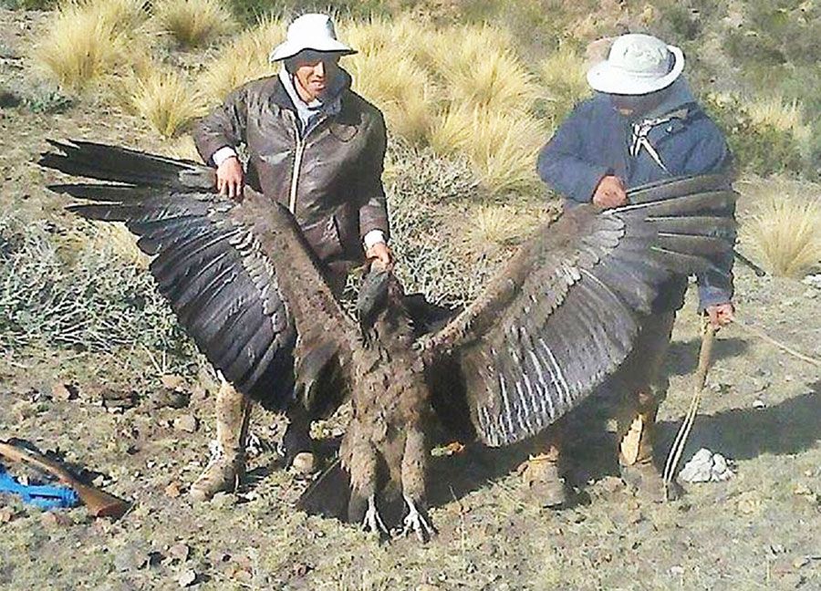 Andean Condors Found Dead Of Agrochemichal Poisoning In