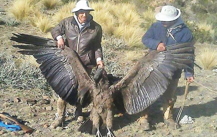 Condors of the vultur gryphus species died of pesticide poisoning.