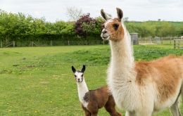 The Llama's peculiar immune system generates antibodies that when mixed with those of humans become successful against flu viruses.