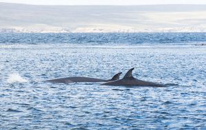 In the Falklands alone over 800 whales from 10 different stranding events have been recorded since 2006