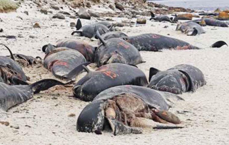 Pilot whale stranding events are fairly common worldwide. Their causes are not fully understood but frequently whole pods die en masse