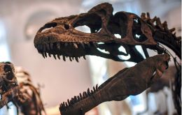 The long neck places the “Macrocollum itaquii” in the same group of sauropodomorph dinosaurs alongsude the Brachiosaurus and Apatosaurus.