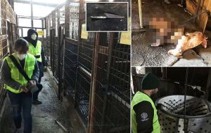 Humane Society International campaigners said conditions at the complex were “horrifying”. They reported seeing electrocution equipment used to slaughter dogs