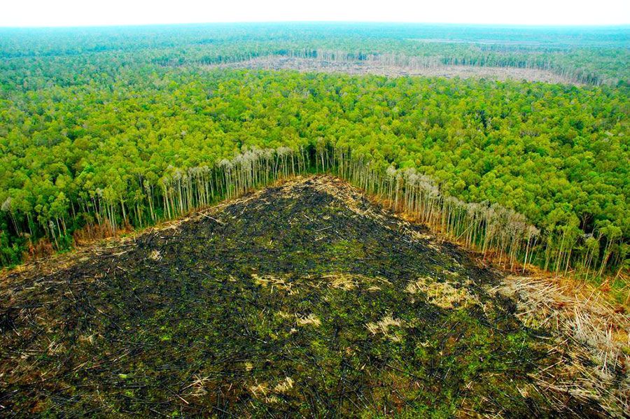 Deforestation In The Amazon Rainforest Reaches Highest Level In A Decade Mercopress