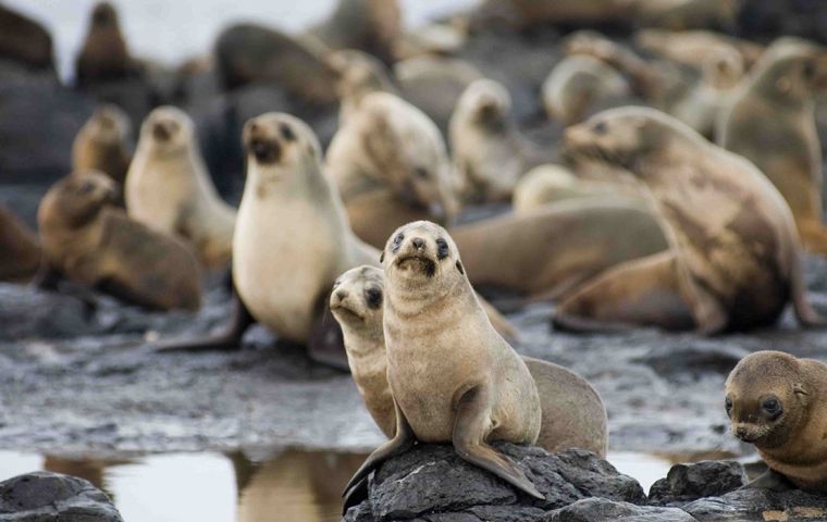Fur seals thrive on Resurrection Island 