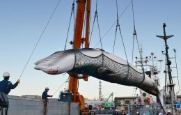  Following the pullout, Japan plans to hunt whales in nearby waters and within its exclusive economic zone beginning in July but not in the Antarctic Ocean