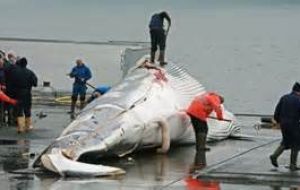 Japan said it was leaving the IWC to resume whales commercial hunts for the first time in 30 years, “but would no longer go to the Antarctic for its annual killings”