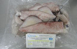 A fishery research institutions study headed by Central Marine Fisheries Research Institute throws light on the rich resource of oceanic squid (S. oualaniensis)