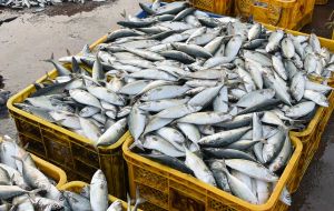 Official statistics reveal that out of the total US$ 7.8 billion India seafood exports last fiscal year, squid accounted for 5.44%; main markets are the EU and Japan
